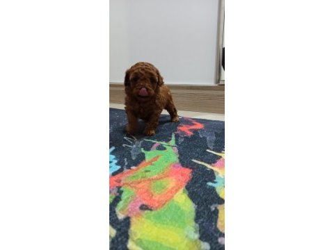 Ev doğumu şecereli toy poodle yavrular