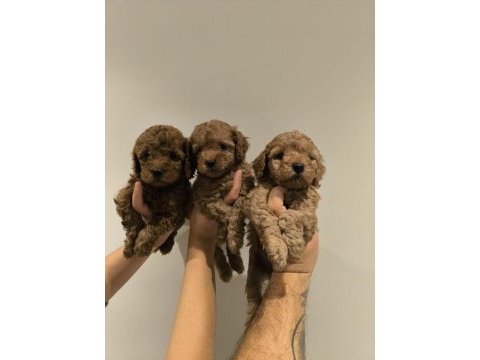 Saf kan kore poodle
