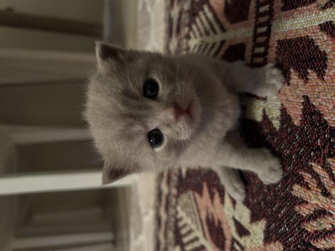 British shorthair duman bey sahibini bekliyor