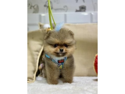 Mini teacup erkek pomeranian boo