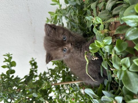 British shorthair 1.5 ay