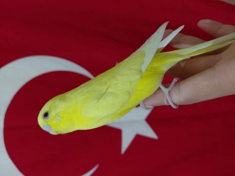 Ele alıştırmalık yavru muhabbet kuşu