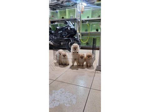 Pomeranian boo köpekler