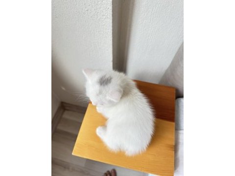 Bir gözü mavi bir gözü yeşil scottish fold kedim