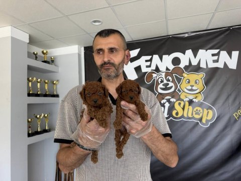 Yeni shooowww kalite toy poodle yavrulr ankara mağazamzda
