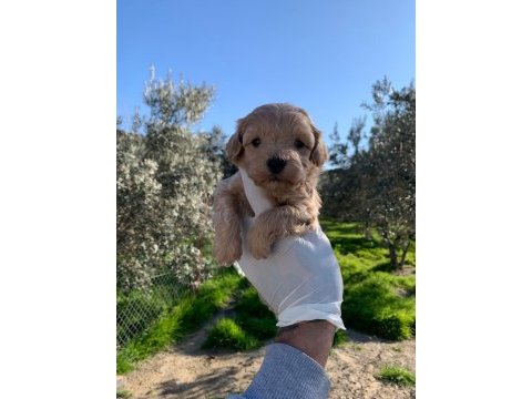 Maltipoo yavrularım