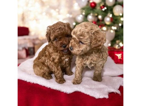 45 günlük dişi ve erkek poodle yavrularım