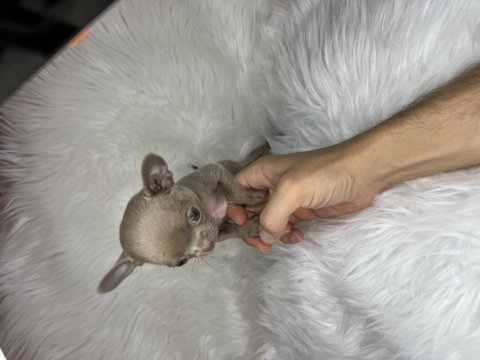A kalite teacup ve micro lilac çikolata chihuahua yavrular