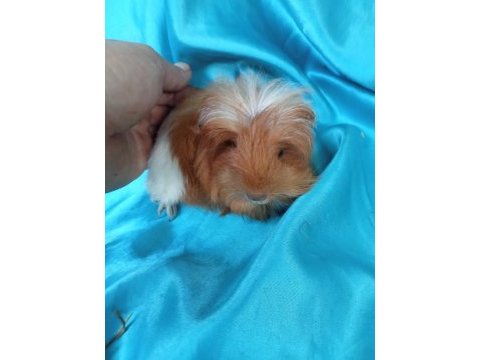 Ginepig yavrular