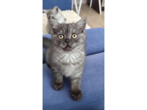 Yeni yuvalarını arayan kediler ücretsiz sahiplen