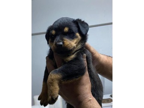 Orijinal rottweiler yavruları