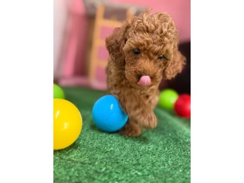 Minik poodle patim