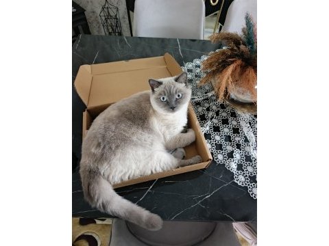 Acilen kedimizi ücretsiz sahiplendireceğim