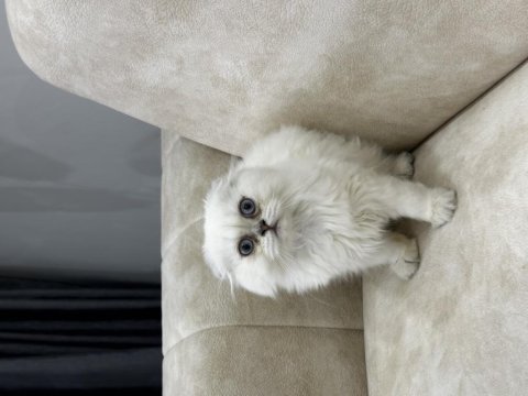 A kalite safkan scottish fold longhair aşılı karneli