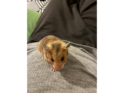 Antalya içi acil hamster ücretsiz sahiplendirme
