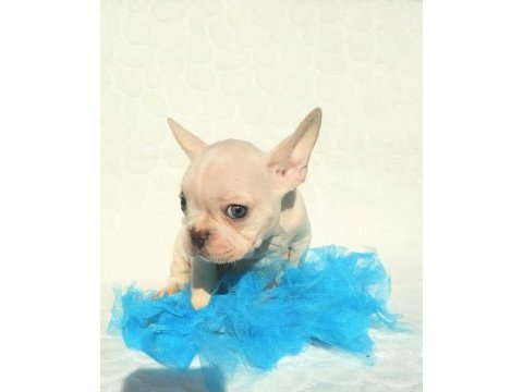 Güzeller güzeli french bulldog yavrularımız