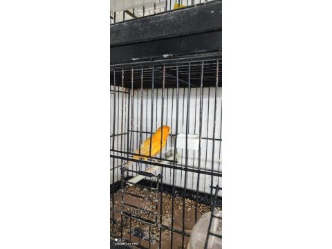 Portakal kanarya orijinal bangır bangır ötüyor
