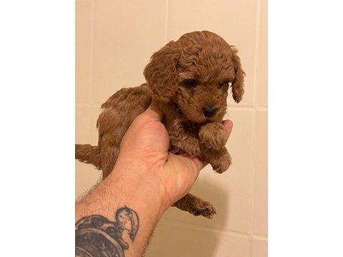 Erkek dişi toy poodle yavrular