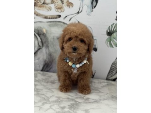 Orjinal maltipoo