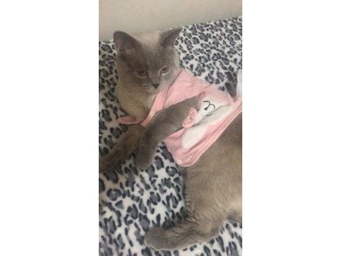 British blue point erkek acil
