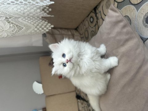 Dünya güzeli british longhair prenses