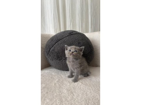 Mükemmel british shorthair bebişlerim