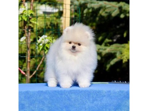 Pomeranian boo yavruları