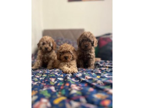 Poodle yavrularımız maşallah alırız