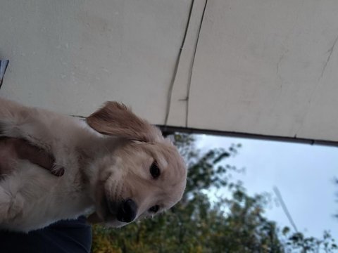 Golden retriever güzellikler