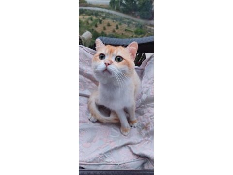 British shorthair nv 12 erkek