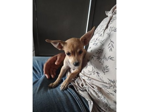 3 buçuk aylık erkek pinscher