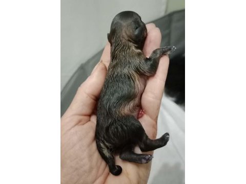 Fcı şecereli mini teacup pomeranian erkek yavrular