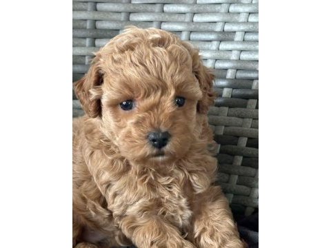 Poodle bebeklerim yeni yuvaya hazır