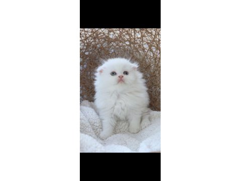 Muhteşem scottish fold longhair