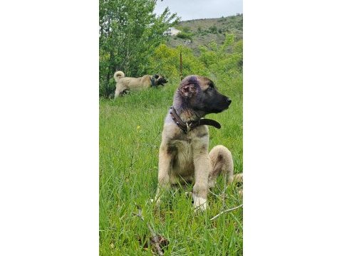 Üstün ırk kangal köpeği