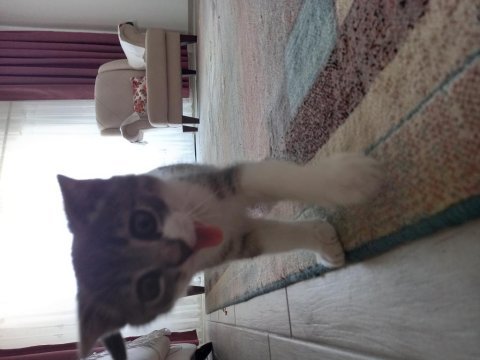 3 aylık british shorthair (aşılı ve eğitimli)