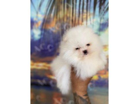 Sağlık ve ırk garantili pomeranian boo