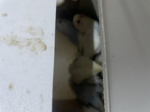 Ele alıştırmalık yeme düşmüş muhabbet kuşu yavrular