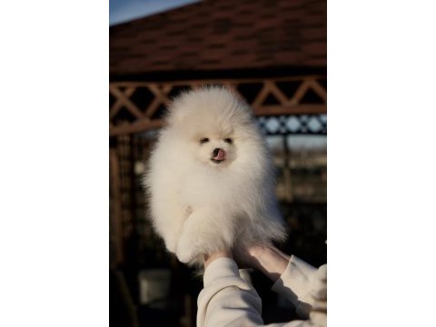9 aylık dişi pomeranian