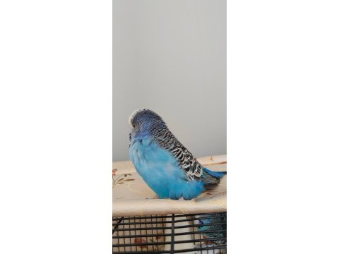 Jumbo takım muhabbet kuşu