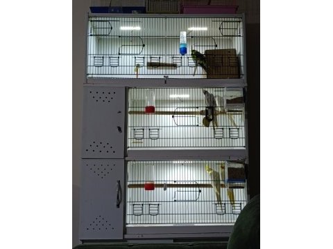 3 çift sultan papağanı