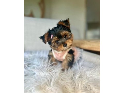 Teacup ve 0 numara yorkshire terrier