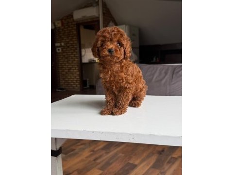 2 adet dişi kg garantili poodle