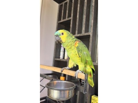 Ele alışkın uysal amazon papağanı rio