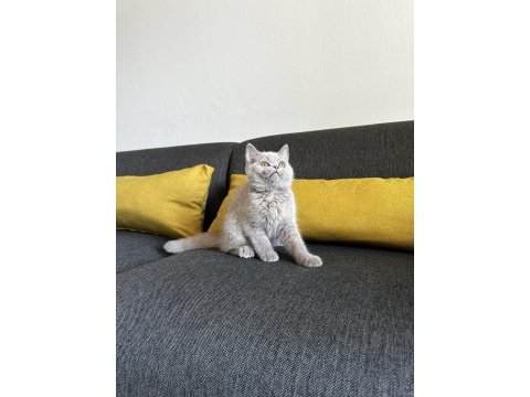 Lilac british shorthair cinsi yavrumuza aile arıyoruz.