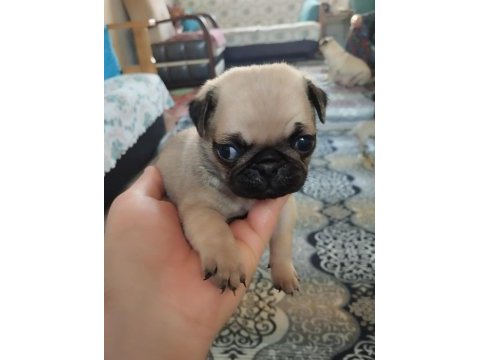 Pug mops 55 - 65 günlük erkek - dişi yavrular