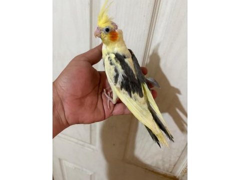 40 günlük full evcil pied renk bebek sultan