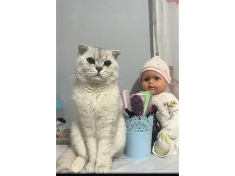 Scottish fold kedisi