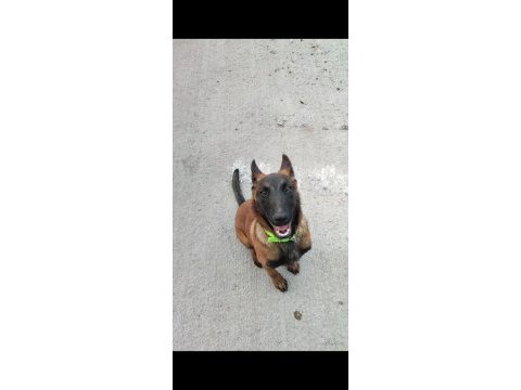 Belçika kurdu (malinois) 6 aylık