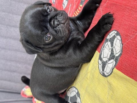 A kalitesi pug yavrularım